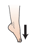 Figura 15. Apuntar con los dedos de los pies hacia abajo
