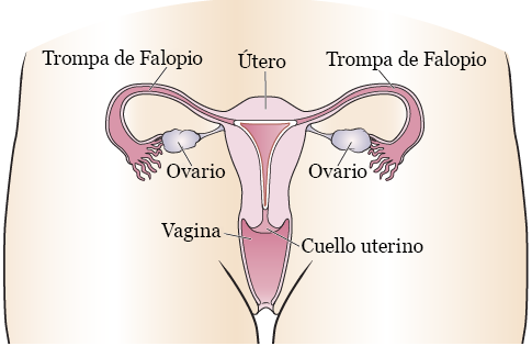 Figura 1. El sistema reproductivo femenino (vista frontal)
