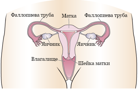 Рисунок 1. Женская репродуктивная система (вид спереди)