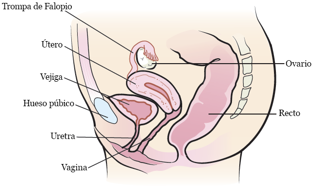 Figura 2.&nbsp;El sistema reproductivo femenino (vista lateral)