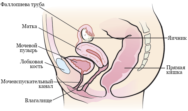 Рисунок 2.&nbsp;Женская репродуктивная система (вид сбоку)