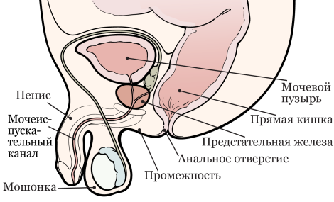 Рисунок 1.  Анатомия предстательной железы
