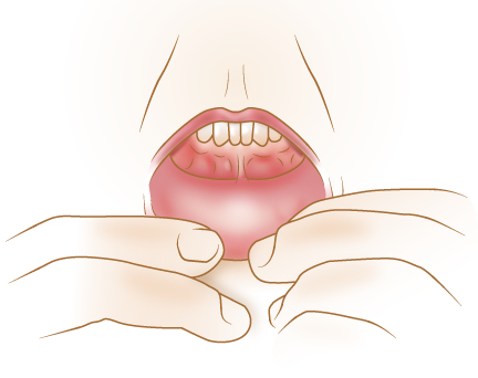 Inside of lower lip