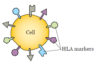 Figure 1. HLA markers