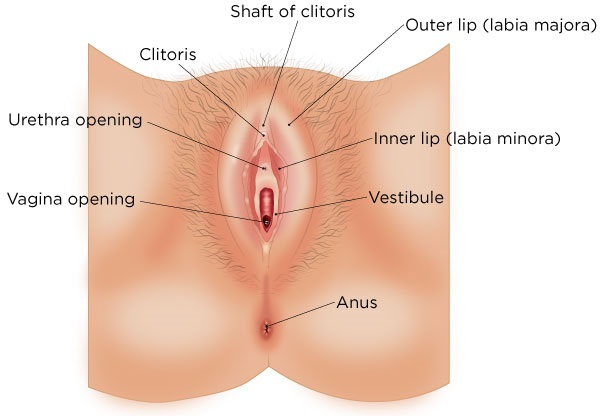 "Figure 1. Your Vulva"