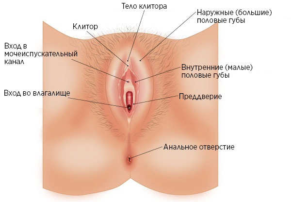 «Рисунок 1. Вульва».