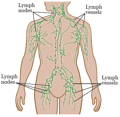 Figure 2. Your lymphatic system in other areas of your body