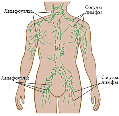 Рисунок 2.&nbsp; Лимфатическая система других частей тела