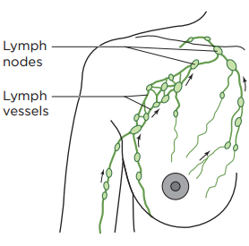 Figure 1. Your lymphatic system in your breast