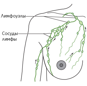 Рисунок 1.  Лимфатическая система в груди