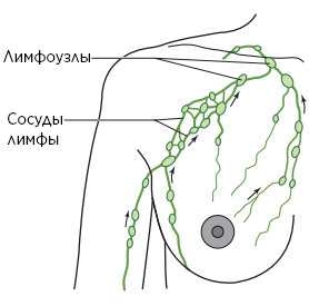 Рисунок 1.  Нормальный отток лимфы
