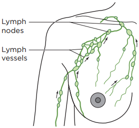 Figura 1. Drenaje linfático normal