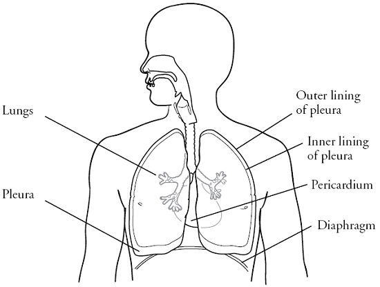 Figure 1. Your chest