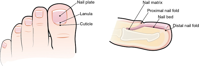 图 1. 指甲解剖结构