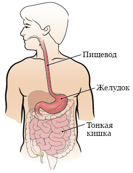 Рисунок 1.  Пищевод и желудок перед операцией.