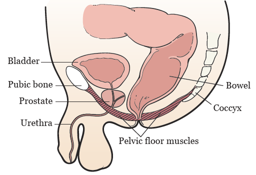 Muscle pubococcygeus pc Pelvic Organ