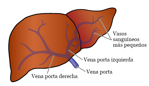 Figura 1. La vena porta en el hígado