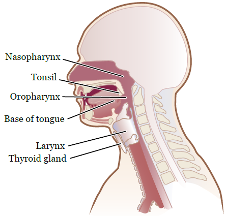 图 1. 您的头颈部