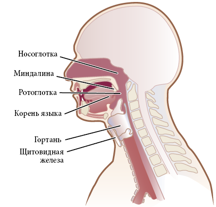 Где Находится Горло У Человека Фото