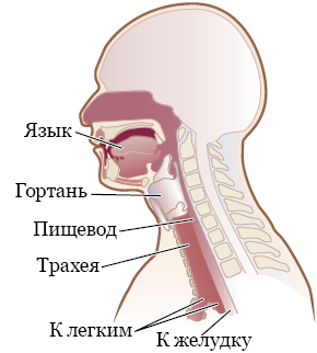 Рисунок 1.  Мышцы и органы, помогающие вам глотать