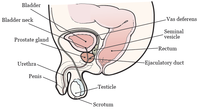 Figura 1. Sistema reproductivo masculino