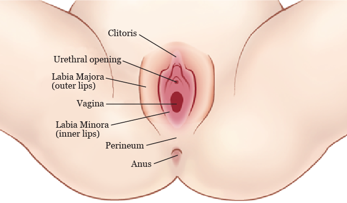 Figure 1. Your vulva