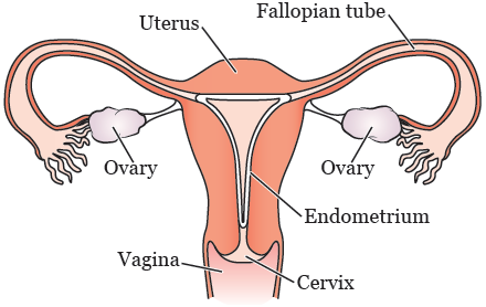 Figure 1. Your reproductive system