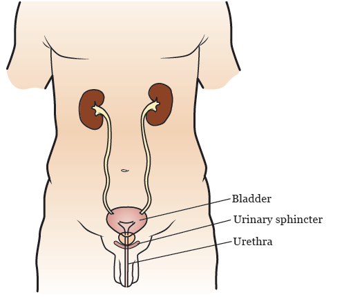 图 1. 尿道括约肌