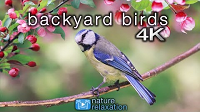 Pájaros y sonidos naturales: 2 horas