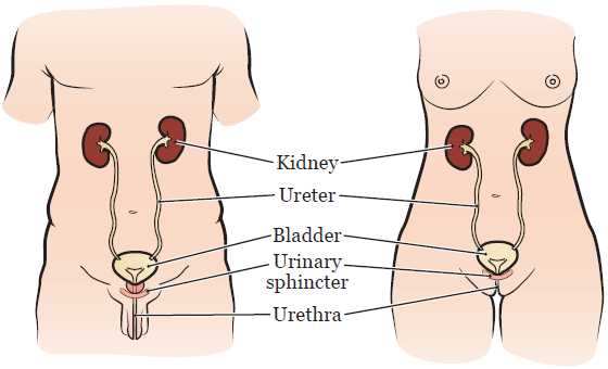 Figure 1. Your urinary system