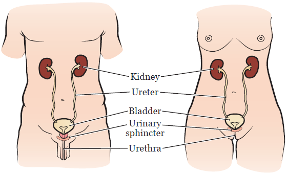 Figura 1. El aparato urinario