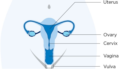 Figure 1. Diagram of female reproductive organs