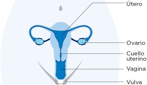 Figura 1. Diagrama de órganos reproductivos femeninos