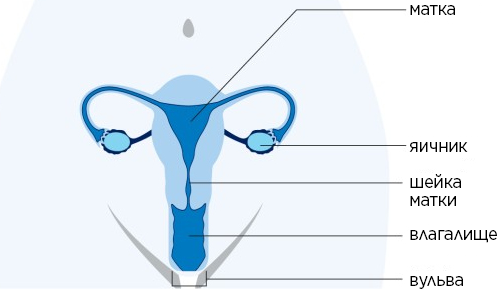 Рисунок 1.  Схематическое изображение женской репродуктивной системы