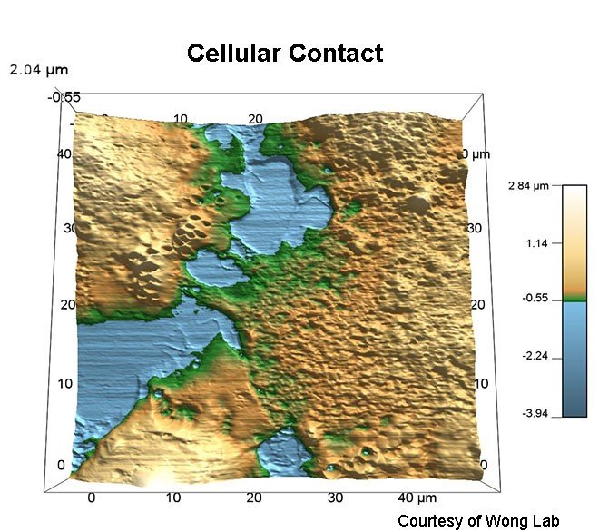 cell-cell contacts imaged with AFM