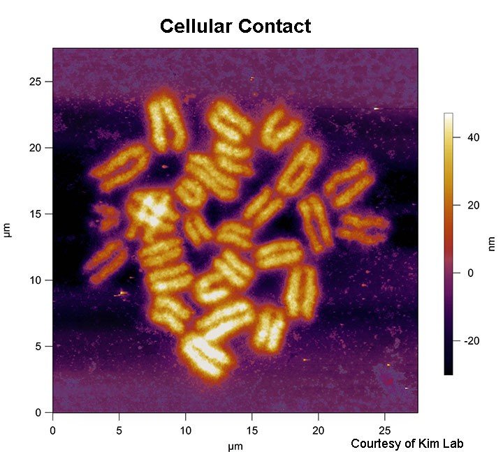 chromosomes imaged with AFM