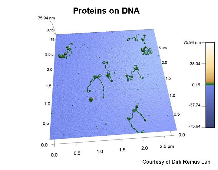 proteins on DNA imaged with AFM