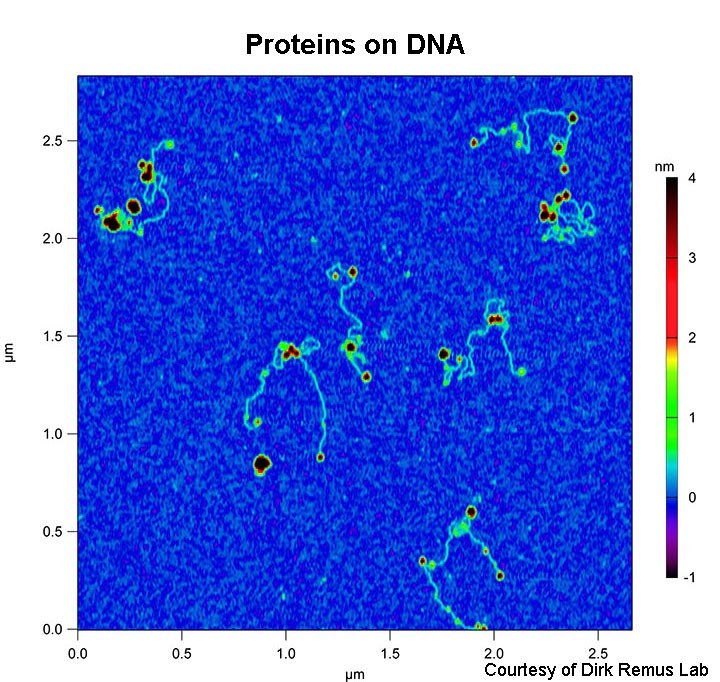 proteins on DNA imaged with AFM