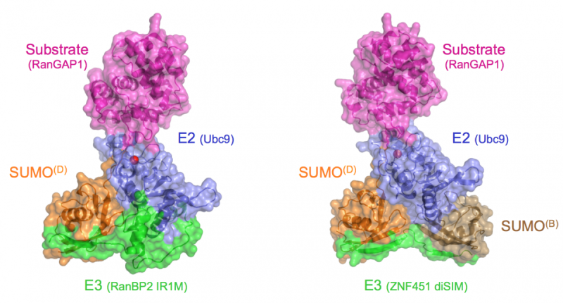 E3-E2 ligase complexes with the RanGAP1 substrate (pink), the E2 Ubc9 (blue), SUMO (orange or brown), and the E3s RanBP2 (left) or ZNF451 (right)