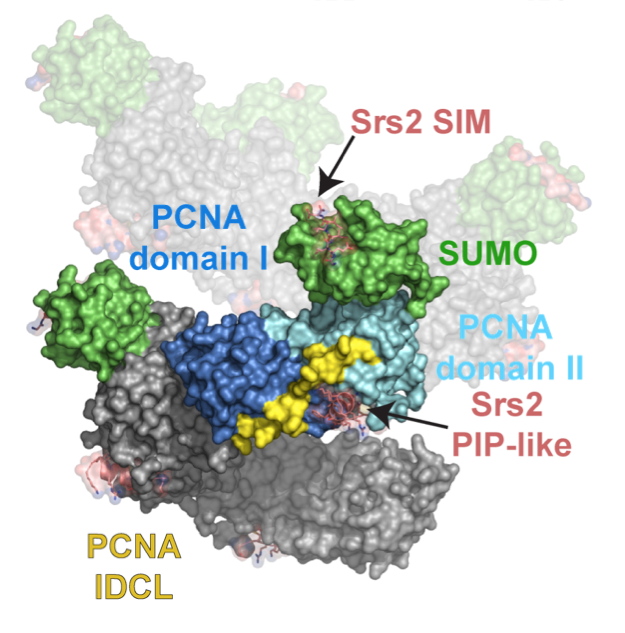 Recognition of SUMO-PCNA by the the C-terminal domain of the Srs2 helicase