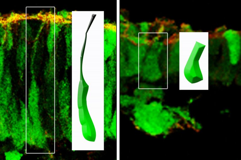 Image of two sets of embryonic cells