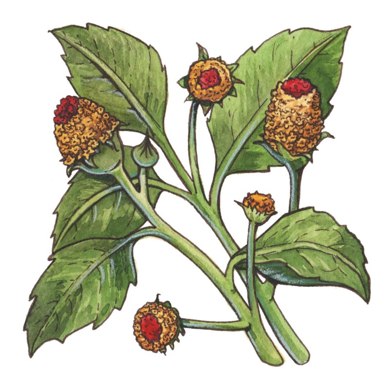 Spilanthes acmella