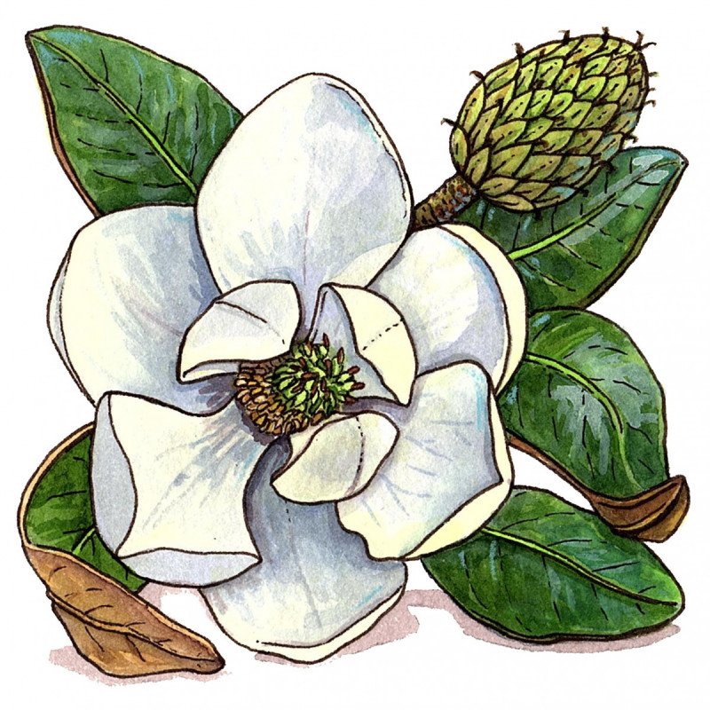 Magnolia officinalis