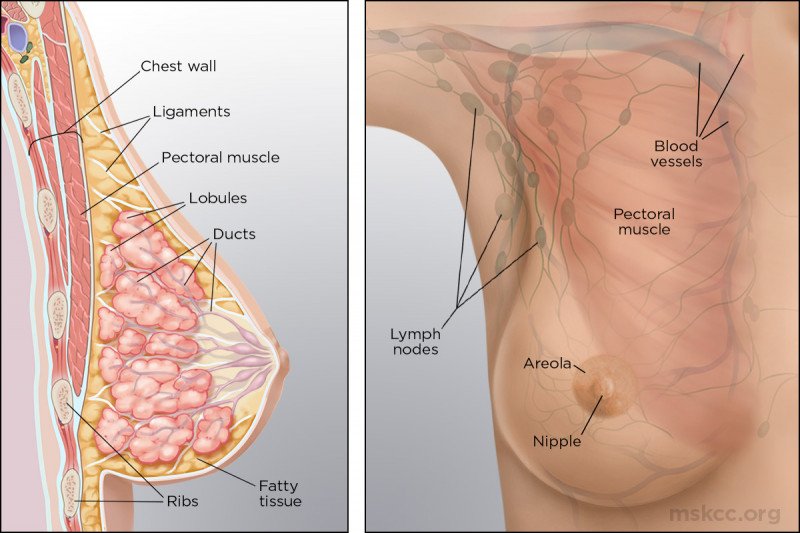 What does the inside of the breast look like? This illustration shows the makeup of breast anatomy both inside and outside.