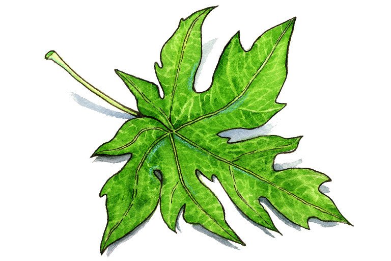 Papaya Leaf