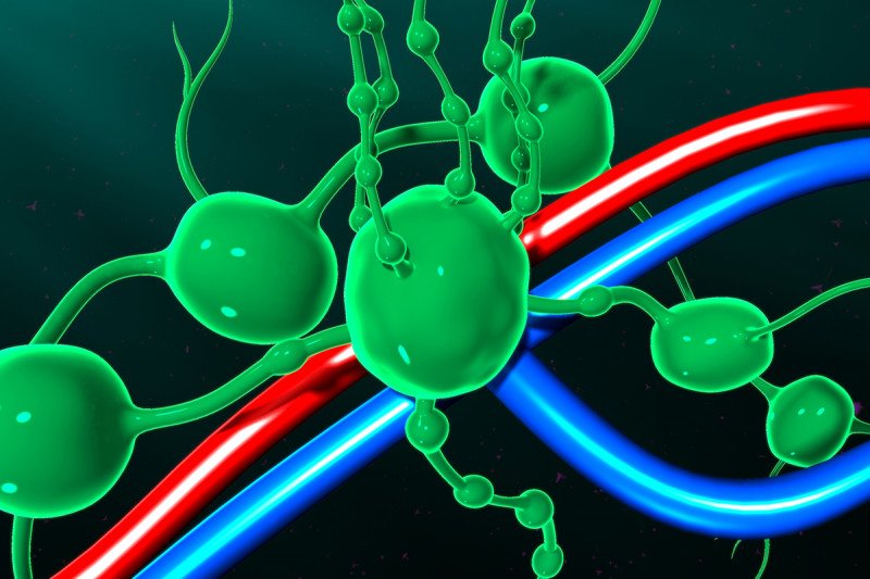 Lymph nodes and lymphatic vessels with adjacent blood vessels