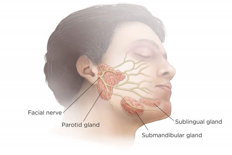 Illustration of the major salivary glands (the parotid gland, the sublingual gland, and the submandibular gland), along with the facial nerve