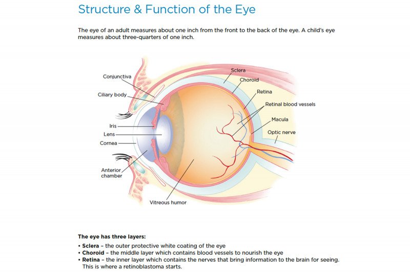 What's Structure of Eyeball ?