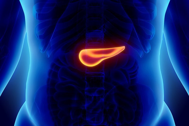 An illustration of the human pancreas