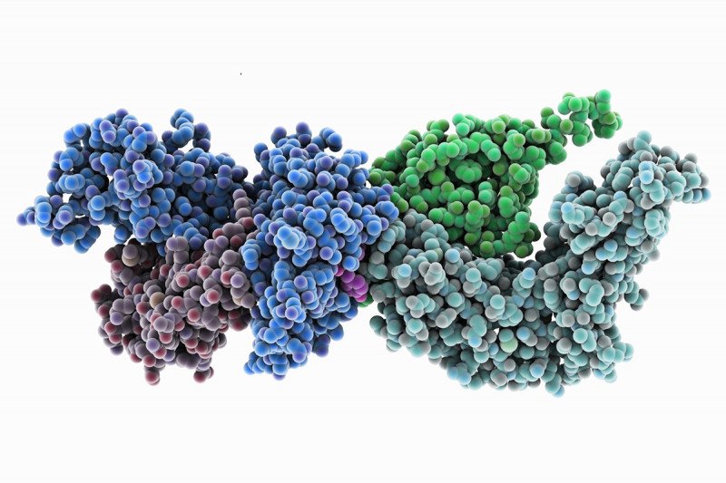 Model of a T cell receptor and an HLA-A white blood cell antigen bound to part of a virus